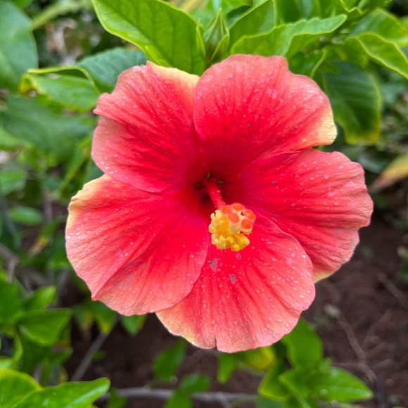 Meet your Posher, Samara - Picture 1 of 1